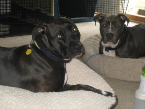 Belle and Clarke My supervisors looking at me sternly