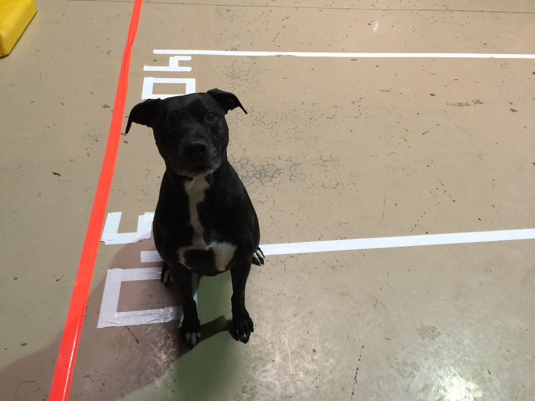 12514045_10154017937612384_6132364111295971845_o